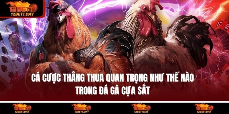 Cá cược thắng thua quan trọng như thế nào trong đá gà cựa sắt