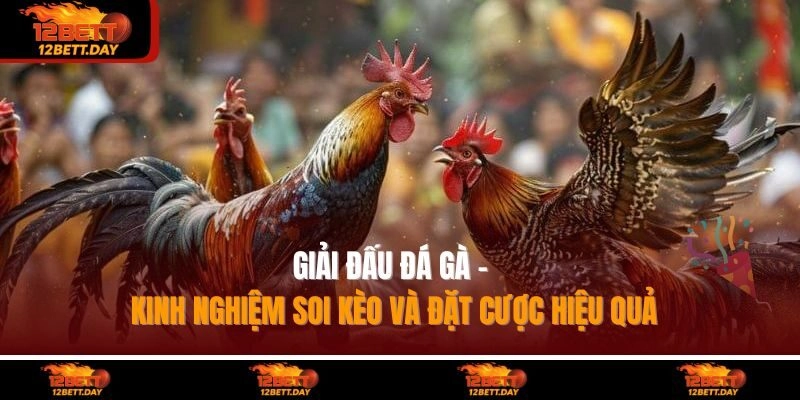 Giải Đấu Đá Gà - Kinh Nghiệm Soi Kèo Và Đặt Cược Hiệu Quả