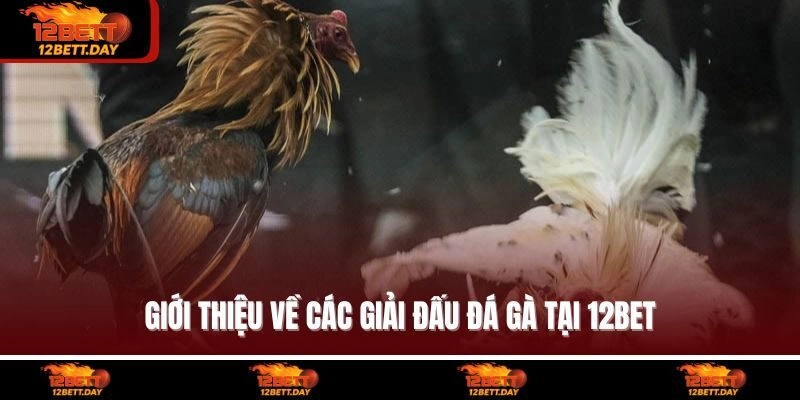 Giới thiệu về các giải đấu đá gà tại 12BET