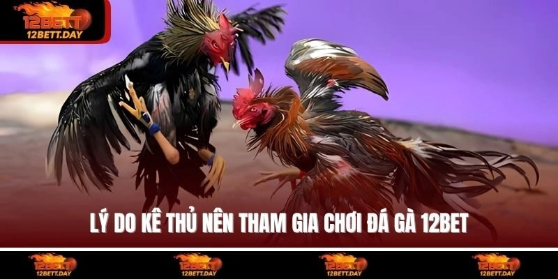 Lý do kê thủ nên tham gia chơi đá gà 12BET